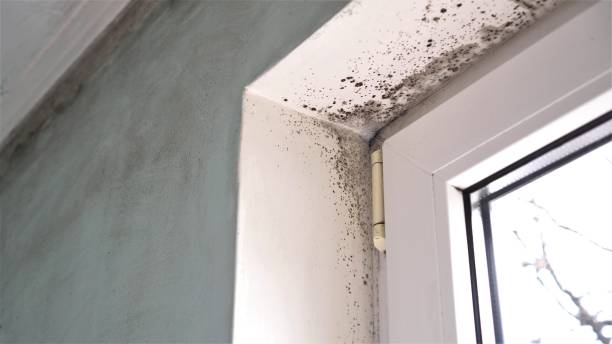 Best Emergency Mold Remediation in Stafford Courthouse, VA