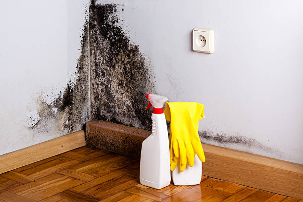 Best Post-Remediation Services in Stafford Courthouse, VA