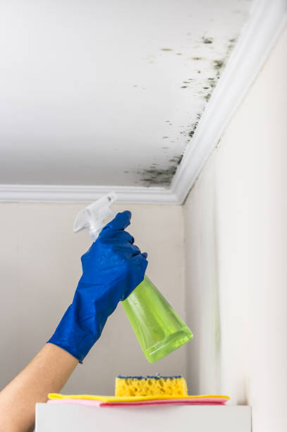 Best Insurance-Related Mold Remediation in Stafford Courthouse, VA